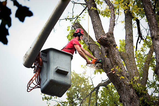 Best Leaf Removal  in Cambridge, MN